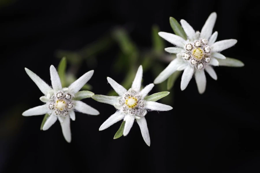 edelweiss2