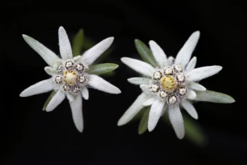 edelweiss3