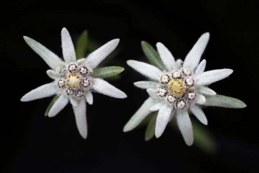 edelweiss3