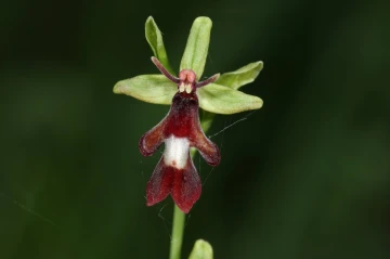 fliegenorchis