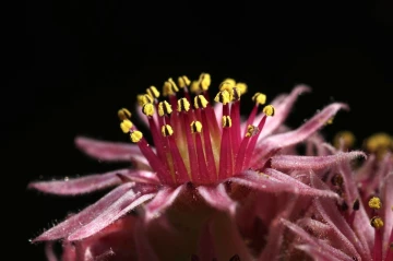 hauswurz blume1