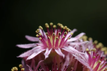hauswurz blume2