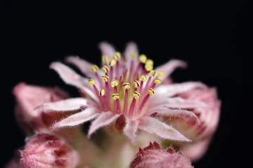 hauswurz blume3