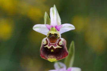 hummelorchis1