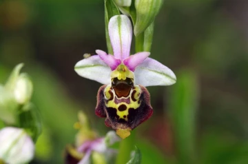 hummelorchis2