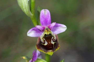 hummelorchis3