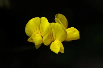 kleeblume