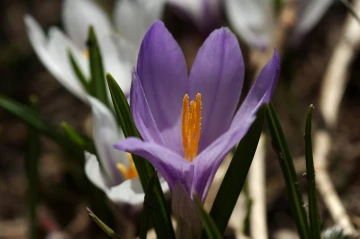 krokus blume