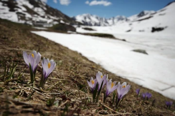 krokus schnee
