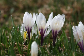 krokus tau1