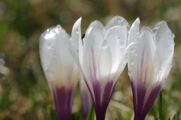 krokus tau2