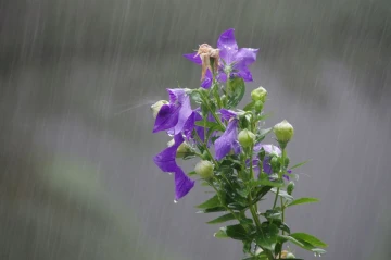 regen