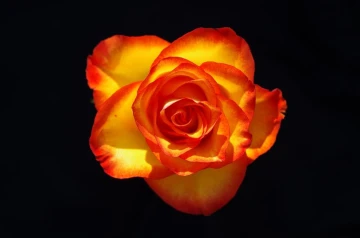 rose