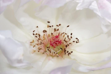 rose weiss1