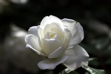 rose weiss2