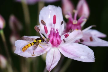 schwanenblume1