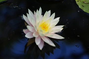 seerose1