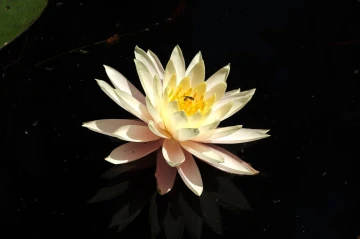 seerose2