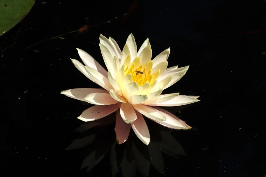 seerose2