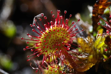 sonnentau3