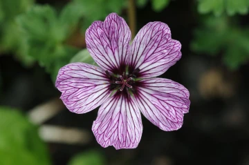 storchenschnabel blume