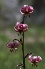 tuerkenbund lilie1