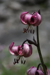 tuerkenbund lilie2