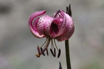 tuerkenbund lilie3