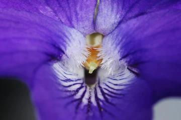 viola