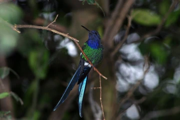kolibri4