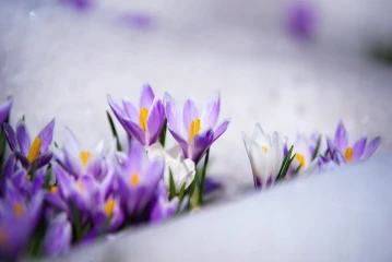 krokus schnee 1