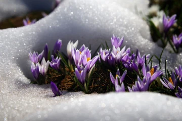krokus schnee 2