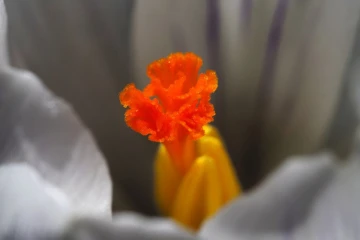 krokus1