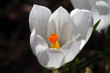 krokus2