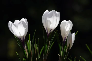 krokus3