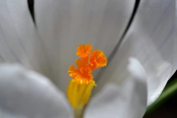 krokus4