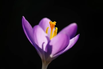krokus5