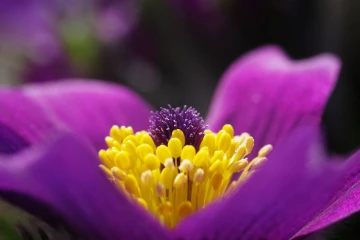 kuhschelle makro2