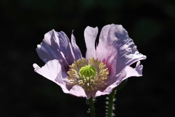 mohnblume