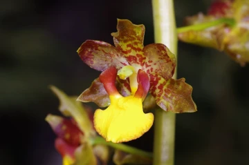 orchidee