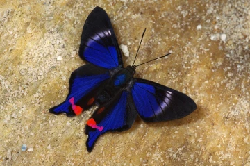 schillerfalter