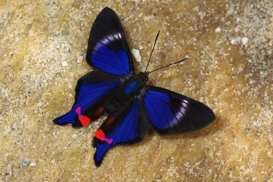 schillerfalter