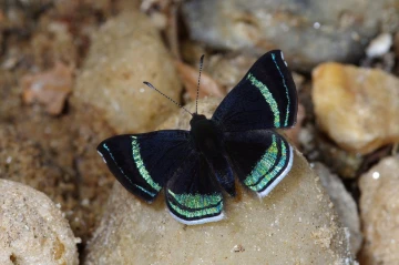 schmetterling1