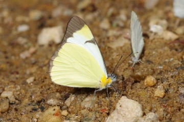 schmetterling2