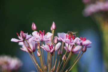 schwanenblume4