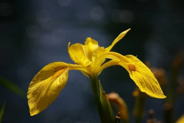schwertlilie1