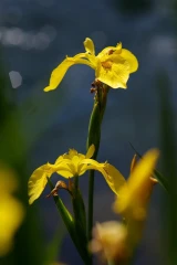 schwertlilie2