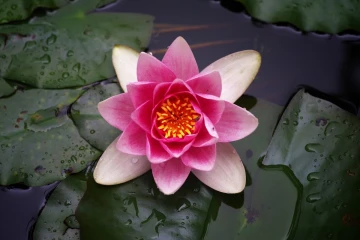 seerose3