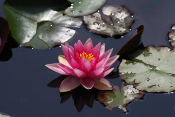 seerose4