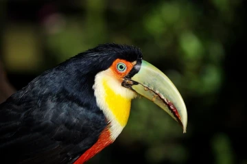 tukan5